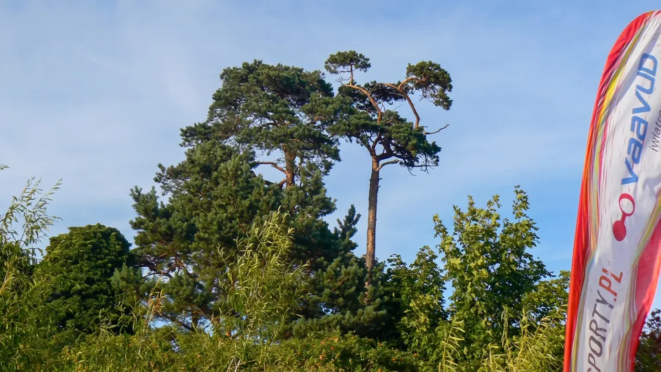 Höga tallar och gröna buskar mot himlen, bredvid en reklambanderoll